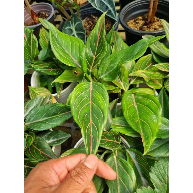 Cây Minh ty  - Aglaonema