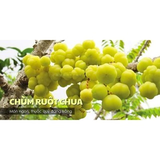 Cây Chùm ruột chua làm mứt 1m