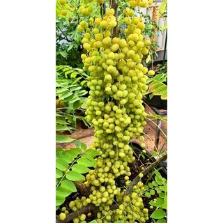 Cây Chùm ruột chua làm mứt 1m