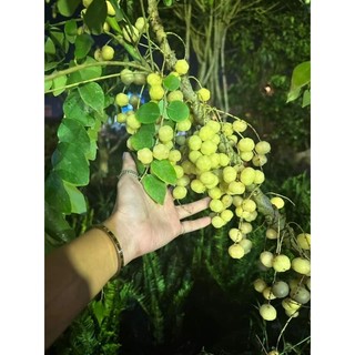 Cây Chùm ruột chua làm mứt 1m