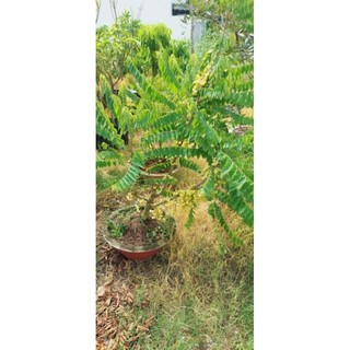 Cây Chùm ruột chua làm mứt 1m