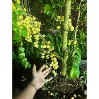 Cây Chùm ruột chua làm mứt 1m