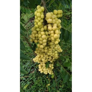 Cây Chùm ruột chua làm mứt 1m