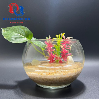 Bể cá mini để bàn tròn - Tặng phụ kiện (T-01)