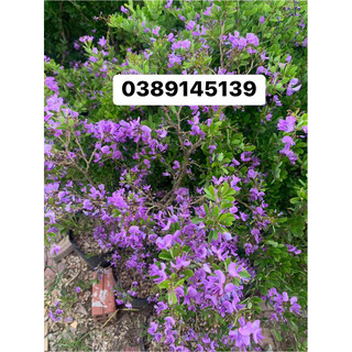 Cây linh sam siêu bông cao 1m2 hoa quanh năm