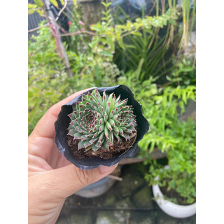 Sen phật bà tím nhỏ