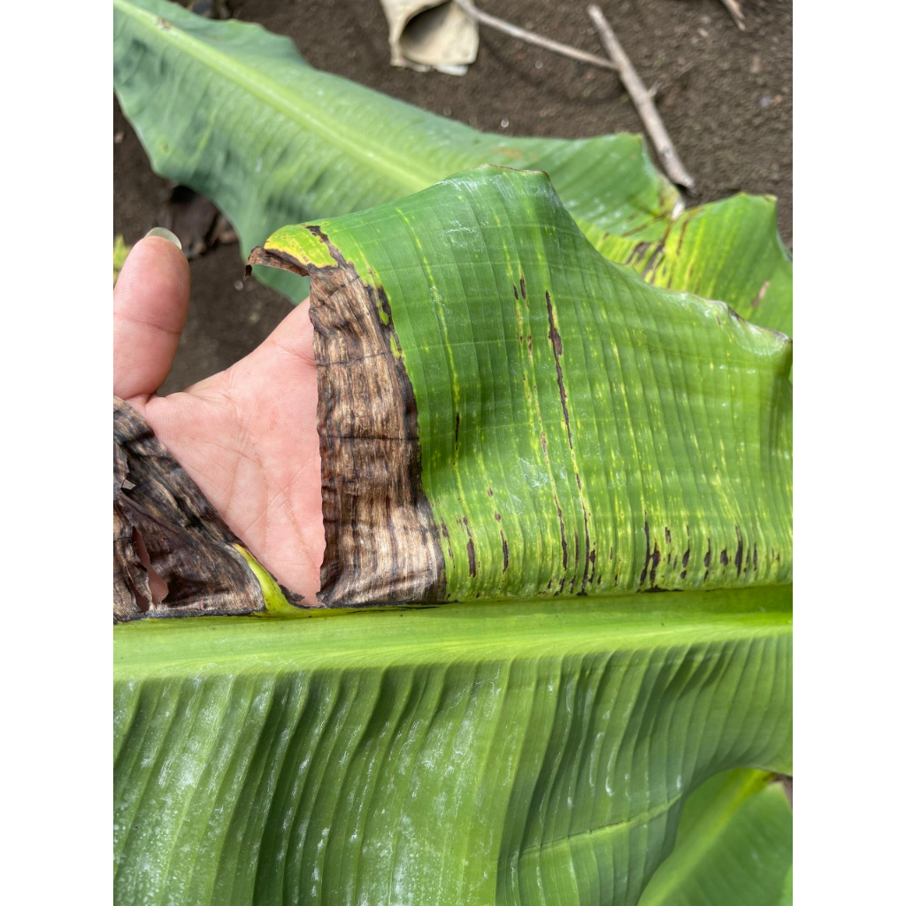 XANTOCIN 40wp 100G VFC