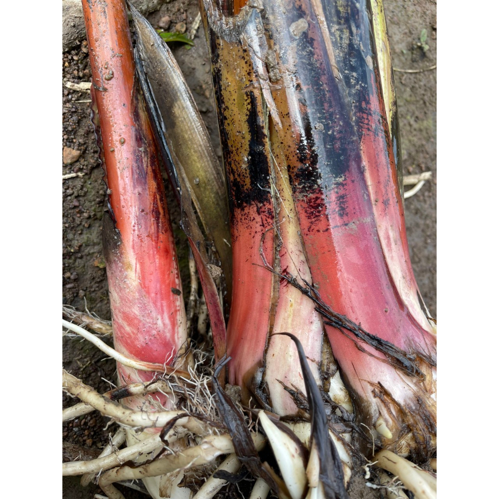 XANTOCIN 40wp 100G VFC