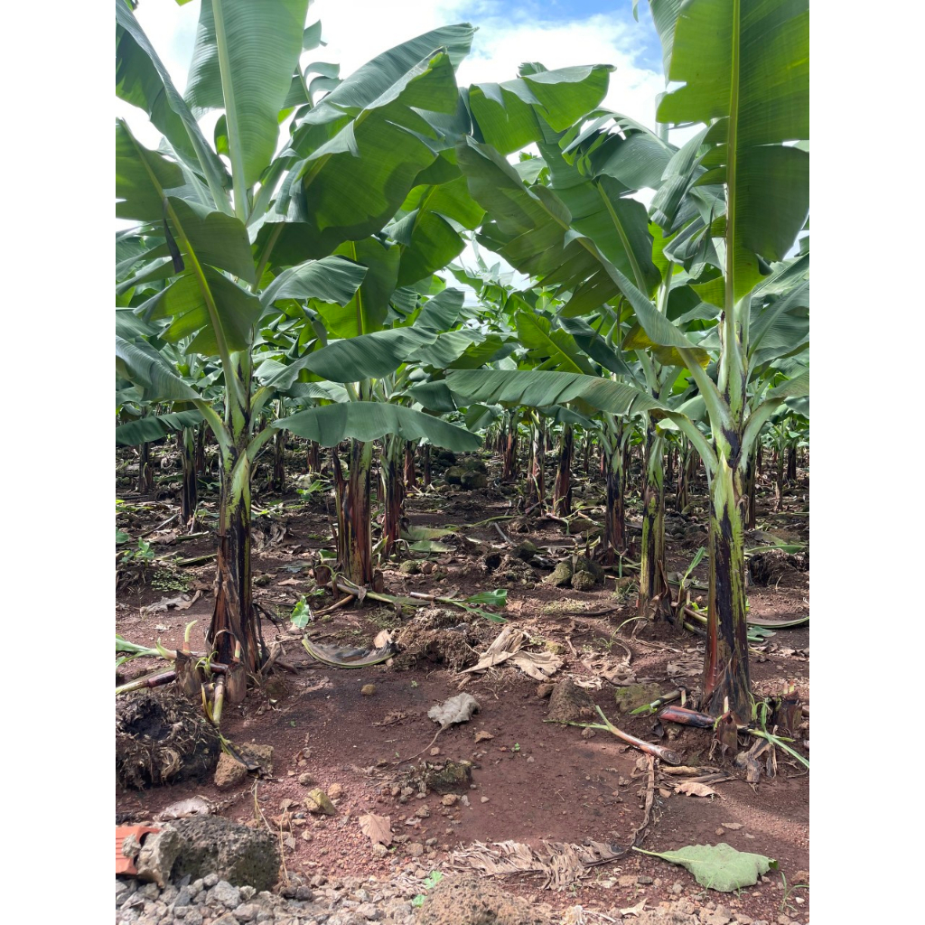 XANTOCIN 40wp 100G VFC