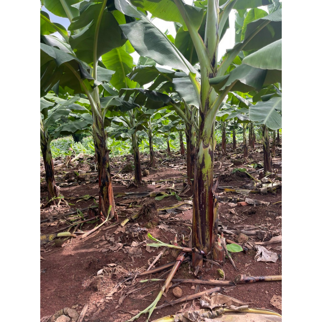 XANTOCIN 40wp 100G VFC