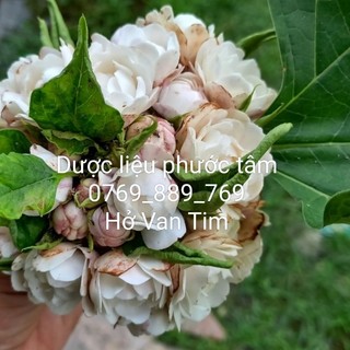 Cây Ngọc nữ thơm, mò mâm xôi, thần dược đông y.