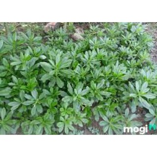 Cây giống Sâm Đất