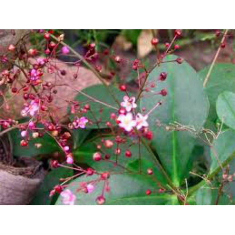 Cây giống Sâm Đất