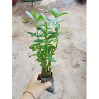 Cây giống Sâm Đất