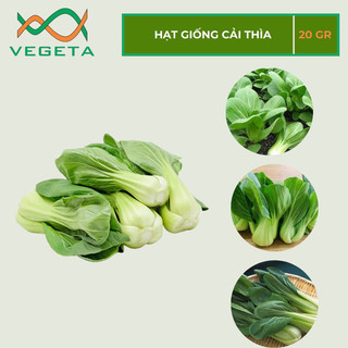 HẠT GIỐNG CẢI THÌA 20gr - VEGETASHOP - HẠT GIỐNG NẢY MẦM TỐT, NĂNG SUẤT CAO