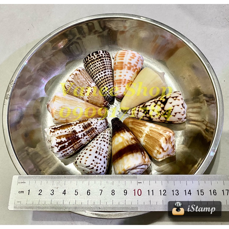 Vỏ ỐC CỐI 5-7cm