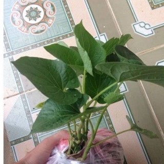 ( Mua 5 tặng 1) Dổi cây là loại cây dùng ăn lá làm gia vị cho món ăn thêm thơm ngon