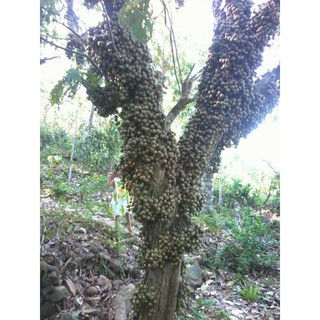 Cây giống dâu da xanh siêu ngọt