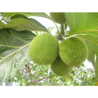Cây giống Sa Kê Ghép ( Giống chuẩn( CÂY GIỐNG ĐỨC MẠNH)