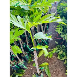 Cây giống Sa Kê Ghép ( Giống chuẩn( CÂY GIỐNG ĐỨC MẠNH)