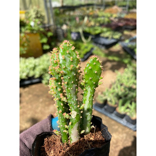 Cây xương rồng cẩm thạch var trắng bầu 3 cây_🌵hàng sẵn