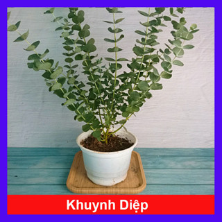 Cây khuynh diệp (cây đô la bạc) cây tỏa mùi thơm như cây hương thảo, đuổi côn trùng và tạo hương thơm dễ chịu chậu nhựa