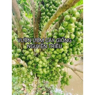 Cây giống dâu da xanh gia bảo