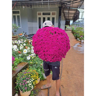 Cây giống cúc mâm xôi hàn các màu