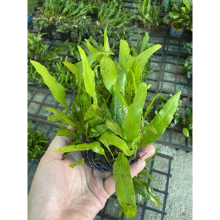 Cây thủy sinh Dương Xỉ JAVA - Cây thủy sinh dễ sống