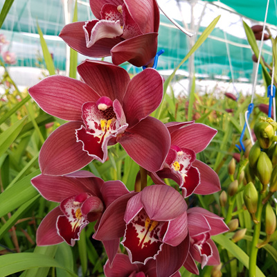 Củ Giống Hoa Địa Lan Santo Màu Đỏ (1 Củ) -[Hoa đẹp, Lâu phai - Dễ trồng, Phát triển tốt]