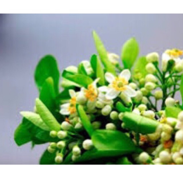 Hương hoa bưởi - tinh dầu bưởi nguyên chất