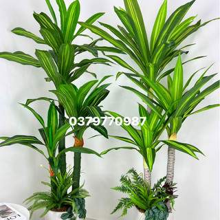 Cây bàng, chuối rẻ quạt giả, cây oliu, trầu bà cột , thiết mộc lan.....150cm-170cm