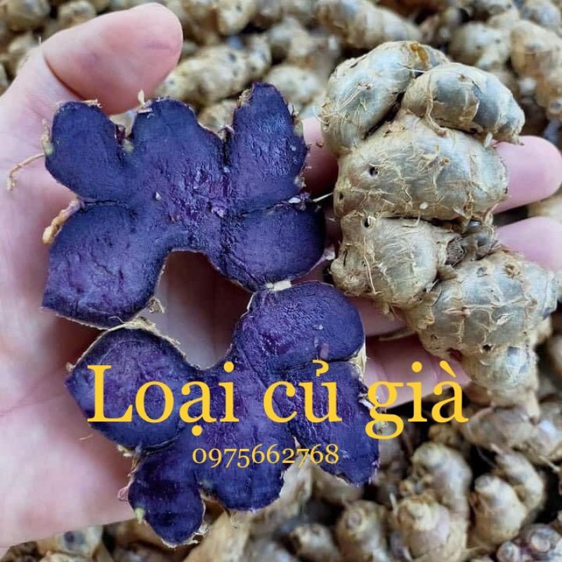 500g Bột ngải đen nguyên chất - gừng đen - Hàng mới, thơm, đảm bảo vệ sinh