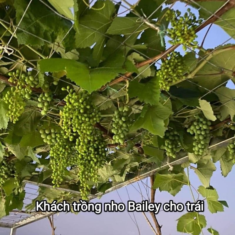 Cây Nho Giống Bailey  Siêu Trái Dễ Trồng