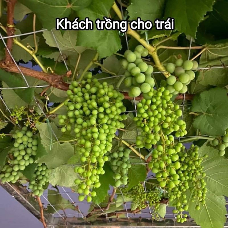 Cây Nho Giống Bailey  Siêu Trái Dễ Trồng