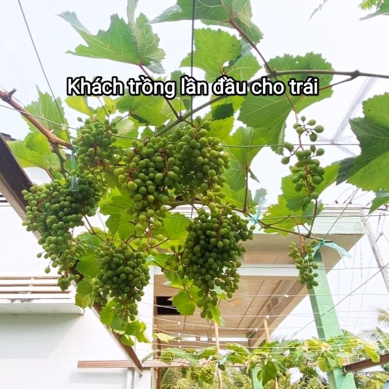Cây Nho Giống Bailey  Siêu Trái Dễ Trồng