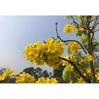2 cây mai vàng yên tử (cao trên 80cm)