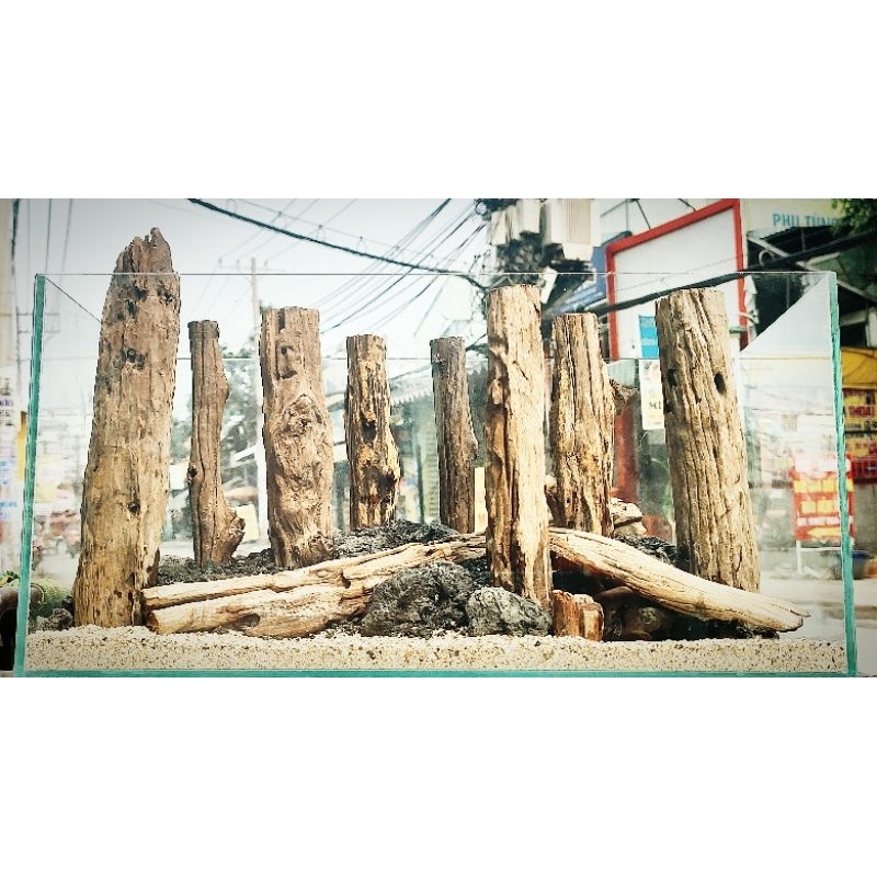 Lũa săn đá thẳng