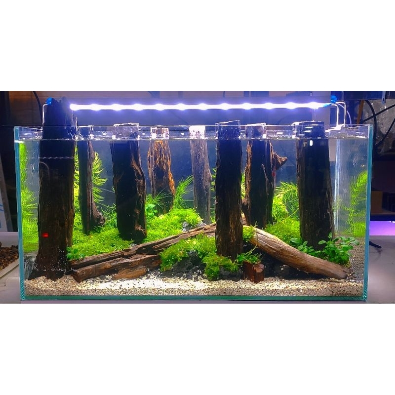 Lũa săn đá thẳng