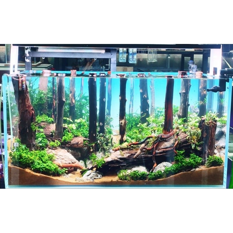 Lũa săn đá thẳng