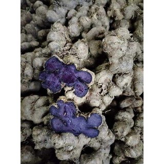Gừng Đen 100g củ mọc lâu năm ở rừng tự nhiên nói không với củ trồng
