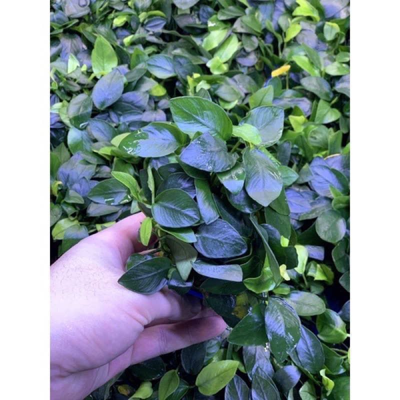 Ráy con  - Cây thuỷ sinh