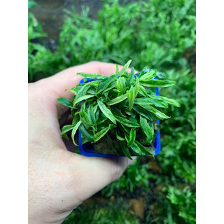 Ráy lưỡi hổ mini