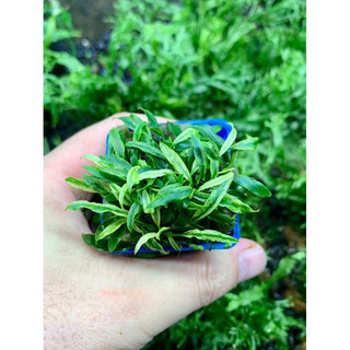 Ráy lưỡi hổ mini (Cây thuỷ sinh)