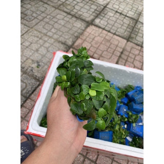 Ráy nana Vàng (cây thuỷ sinh)