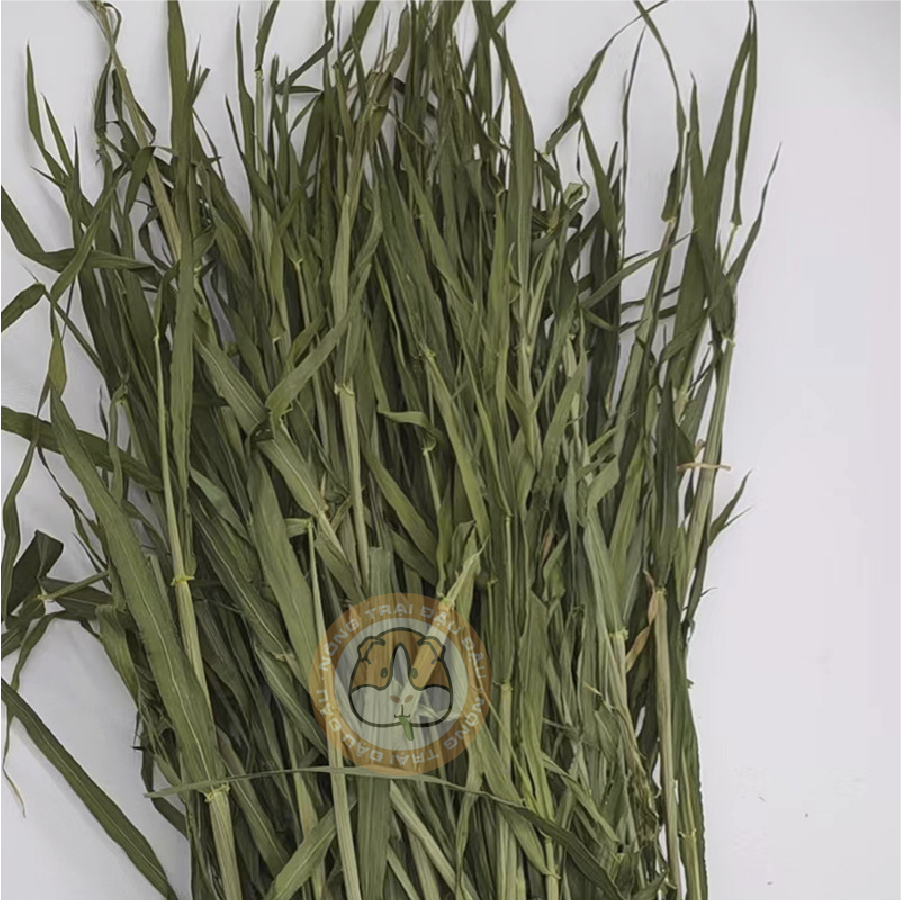 Cỏ Lúa Mạch Non Cho Thỏ, Bọ Ú, Chinchilla Nguyên Cành Mềm Siêu Thơm