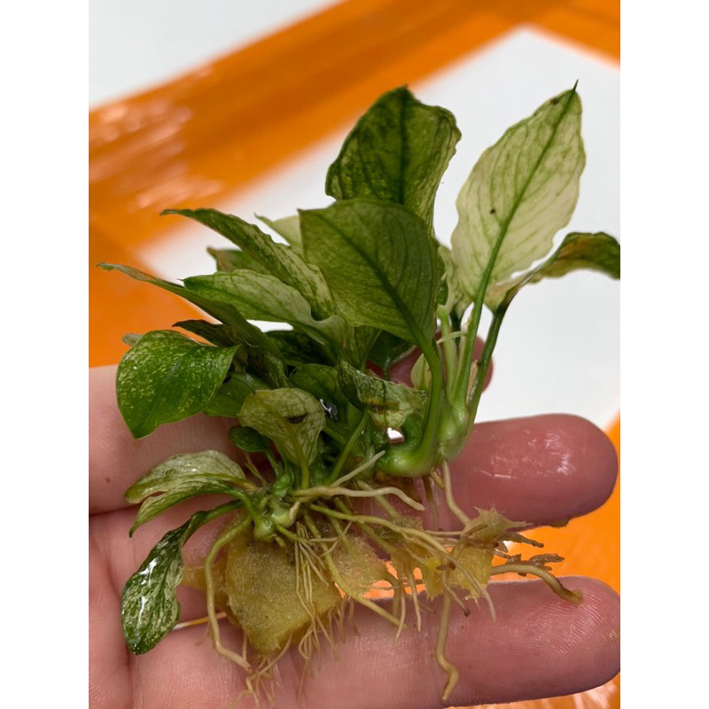 Ráy Pinto - Anubias Pinto