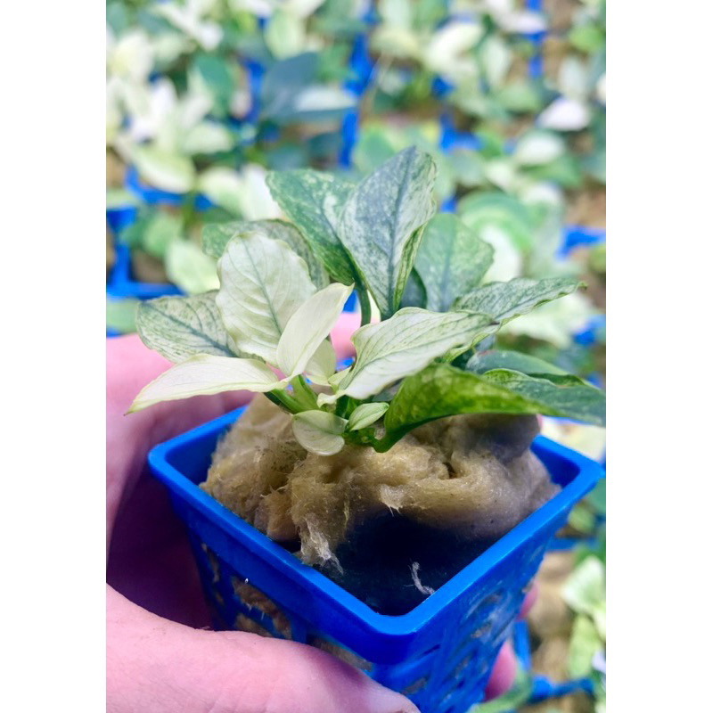 Ráy Pinto - Anubias Pinto