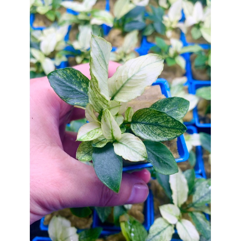 Ráy Pinto - Anubias Pinto