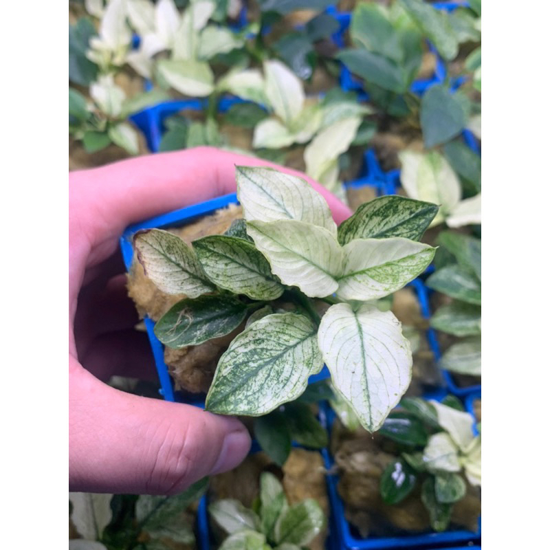 Ráy Pinto - Anubias Pinto